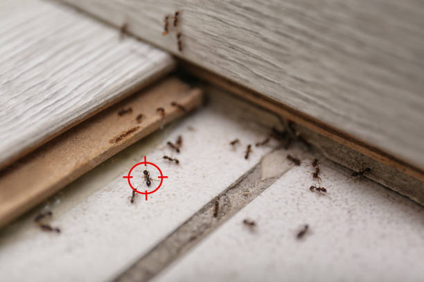 Pest Control for Restaurants in Olivette, MO