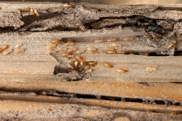 Best Best Pest Control Companies  in Olivette, MO